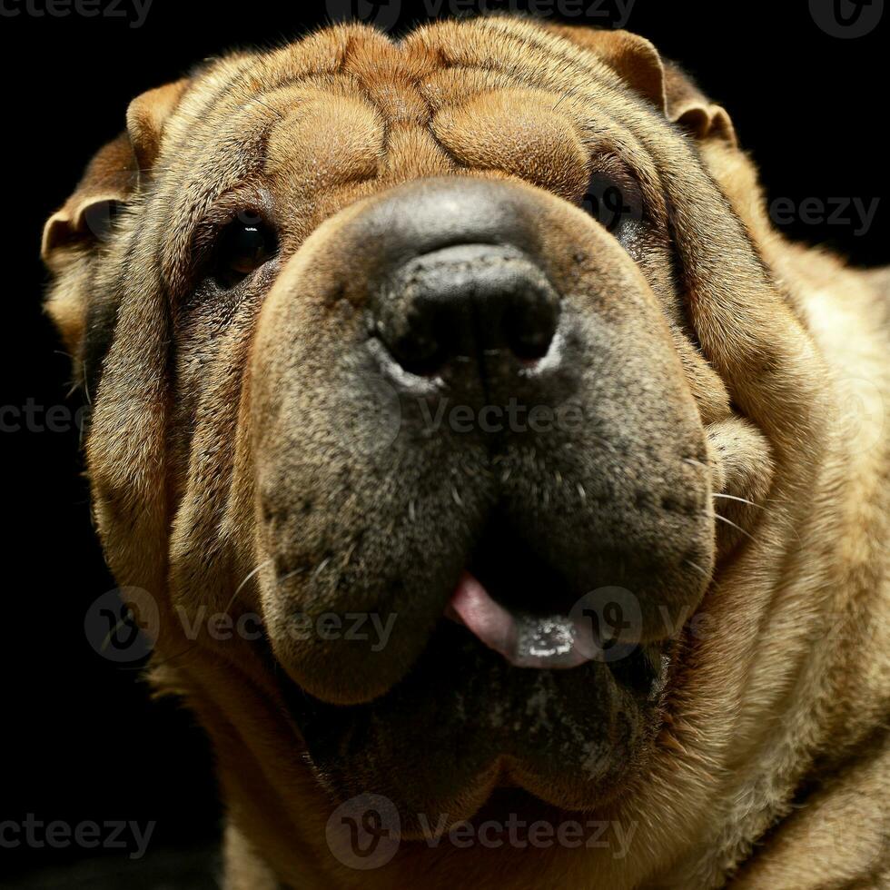 muito agradável shar pei apreciar a estúdio foto tiro