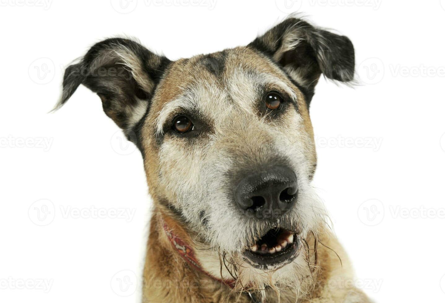 retrato do a adorável misturado procriar cachorro olhando curiosamente às a Câmera foto