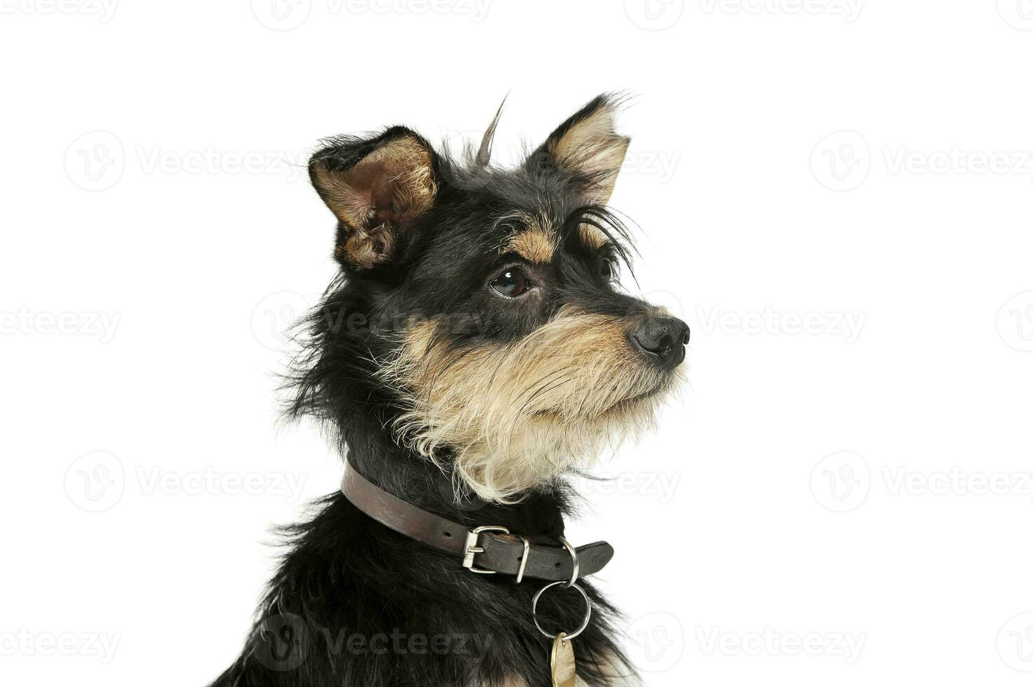 retrato do a adorável misturado procriar cachorro olhando curiosamente foto