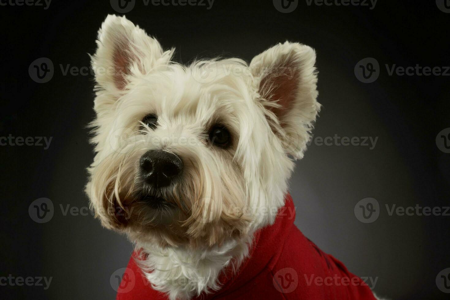 retrato do uma adorável oeste terras altas branco terrier Westie foto