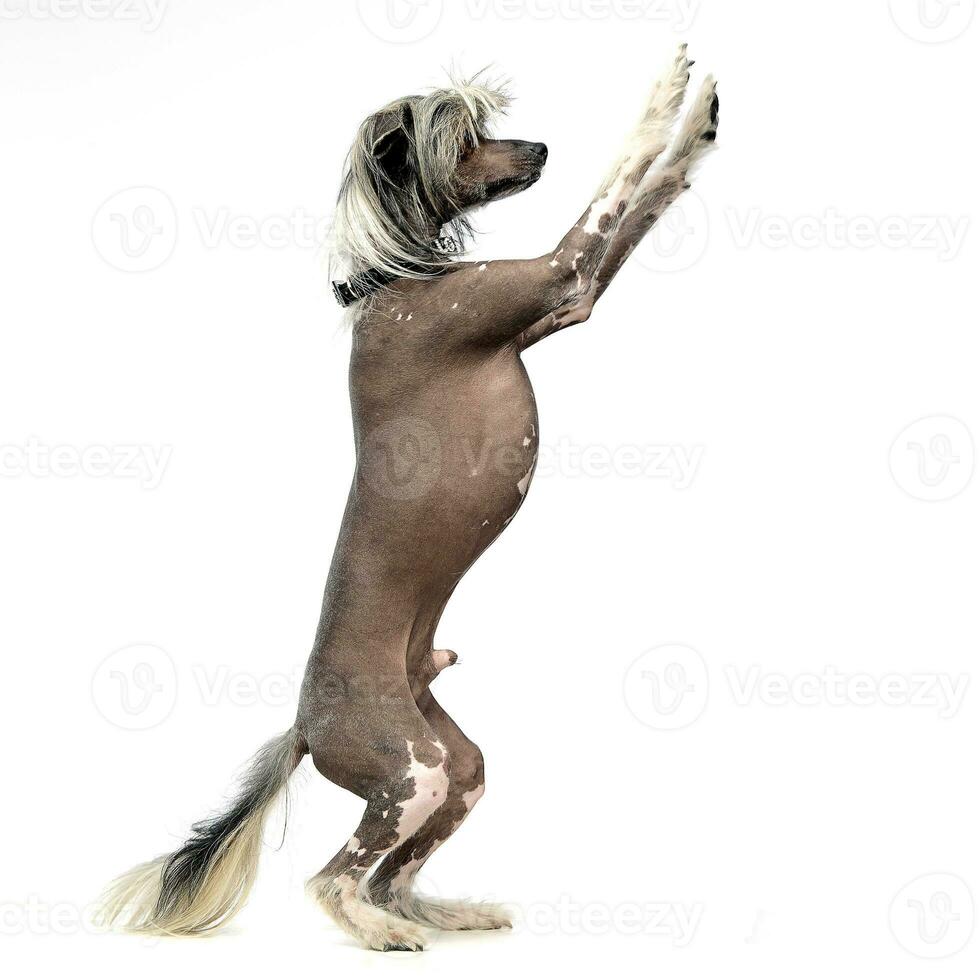 chinês com crista cachorro dentro uma branco fundo foto estúdio