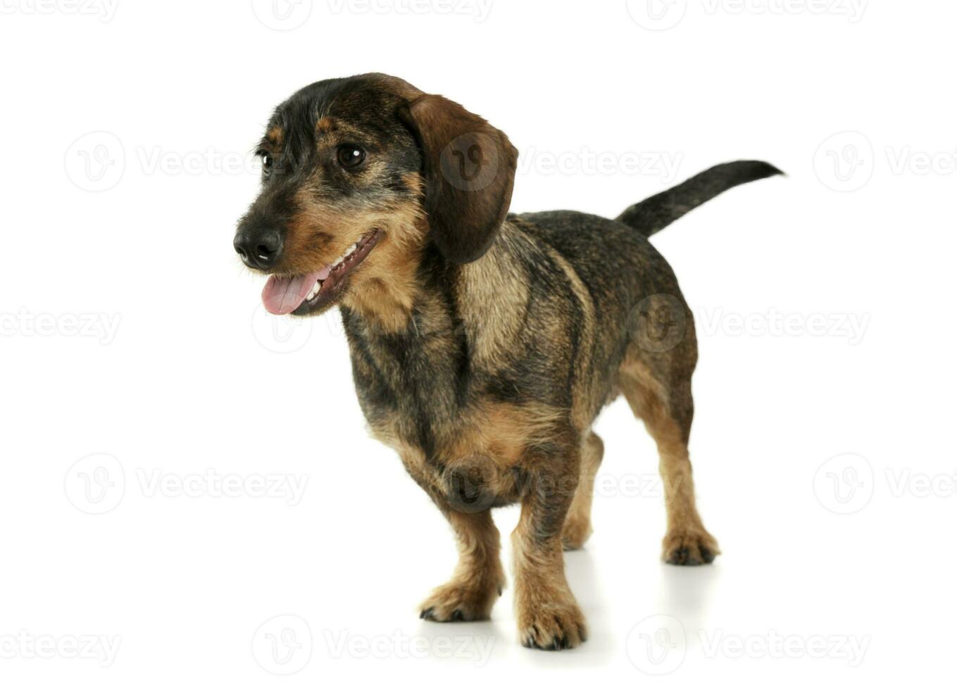 estúdio tiro do a adorável cabeludo dachshund em pé e e olhando satisfeito foto