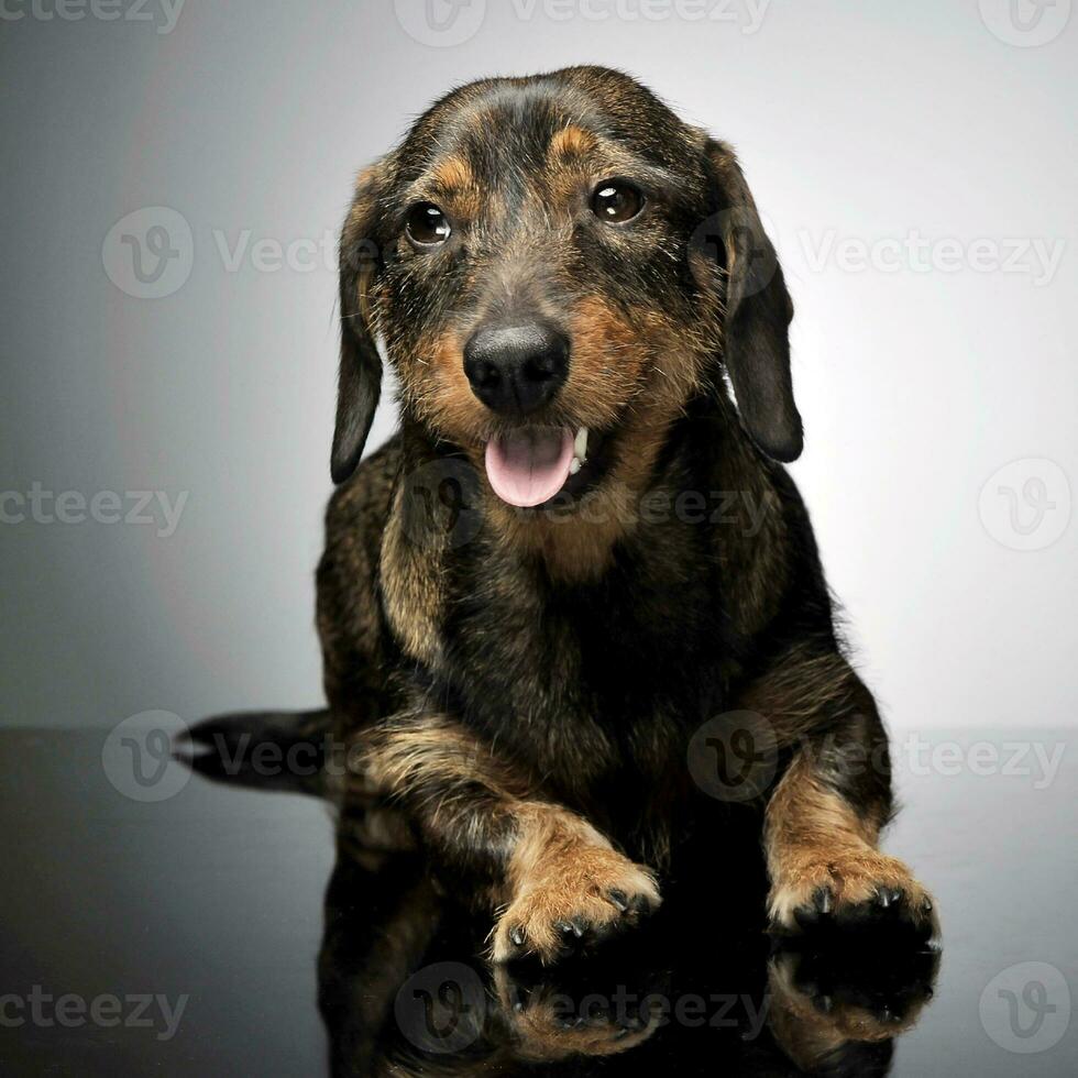 com fio cabelo dachshund posando dentro uma foto estúdio