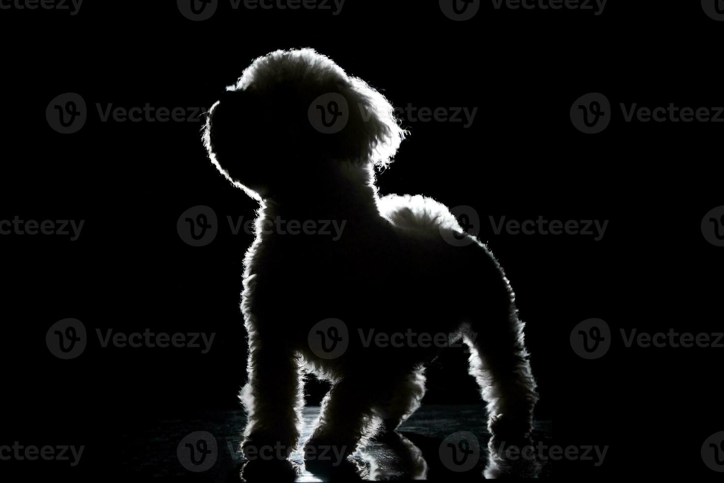 silhueta do uma fofa bolonhesa cachorro foto