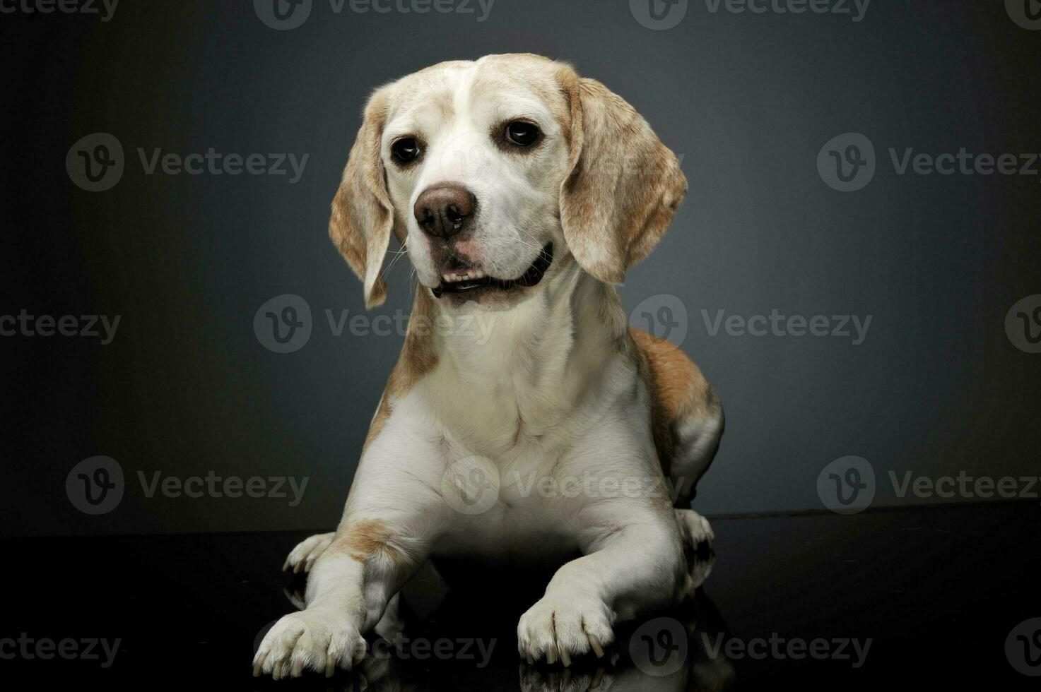 estúdio tiro do a adorável beagle foto