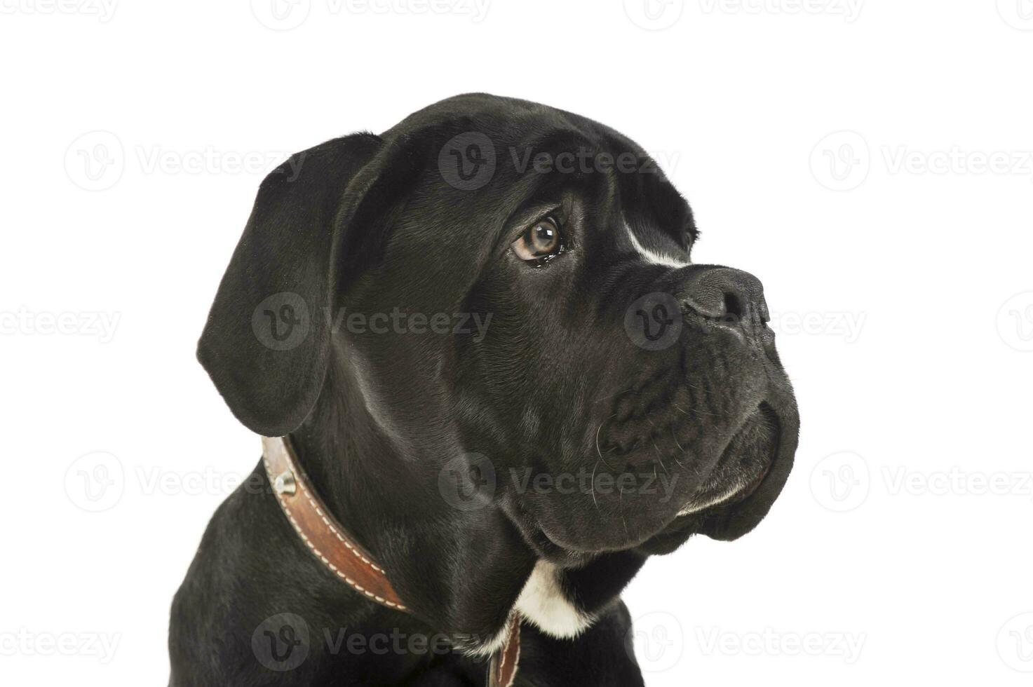 retrato do a adorável bengala Corso cachorro foto