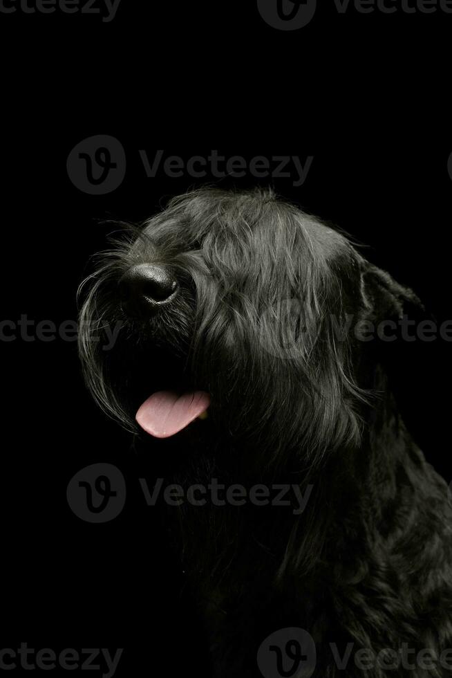 retrato do a adorável schnauzer foto