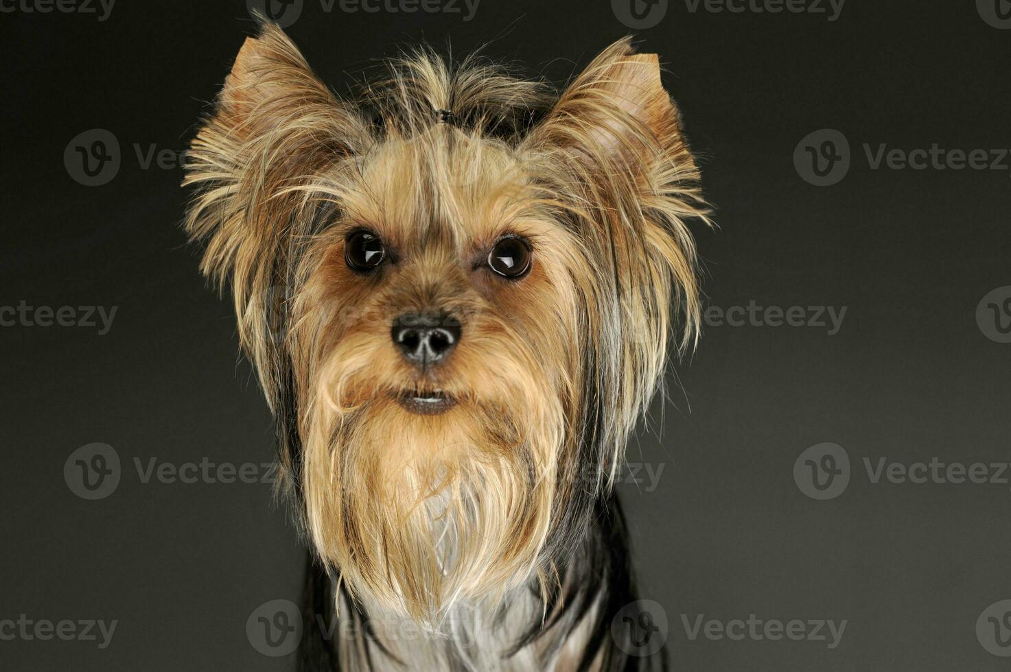 retrato do a adorável yorkshire terrier foto