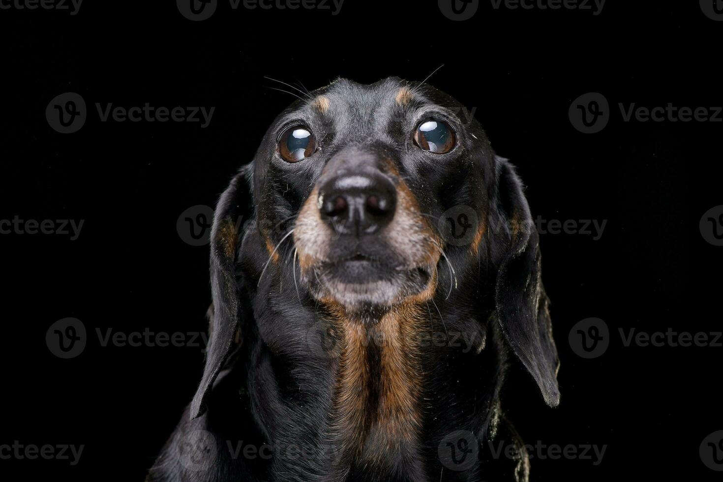 retrato do a adorável curto cabelo Preto e bronzeado dachshund foto