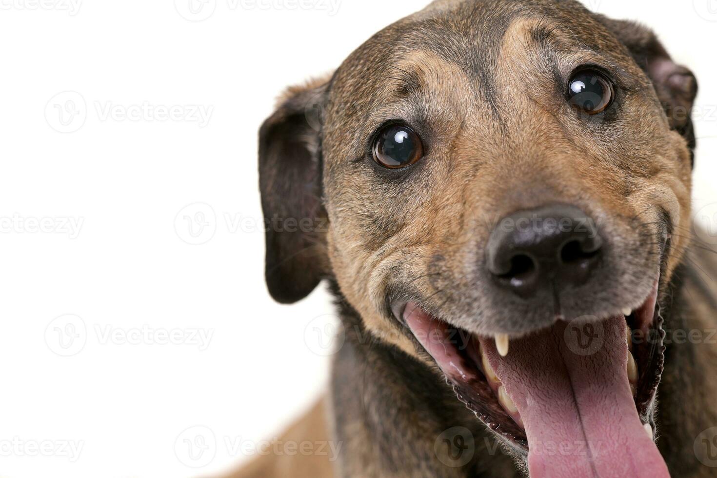 retrato do a adorável misturado procriar cachorro foto