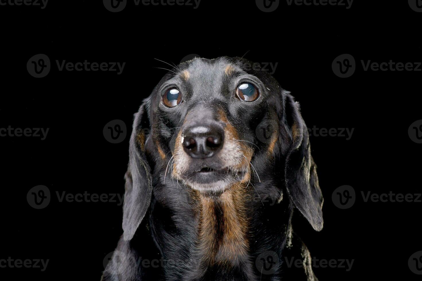 retrato do a adorável curto cabelo Preto e bronzeado dachshund foto