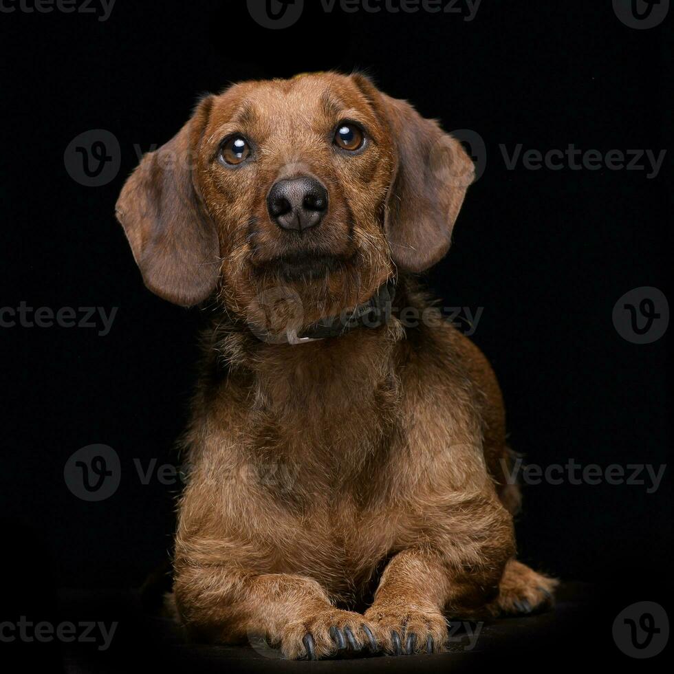 estúdio tiro do a adorável misturado procriar cachorro foto