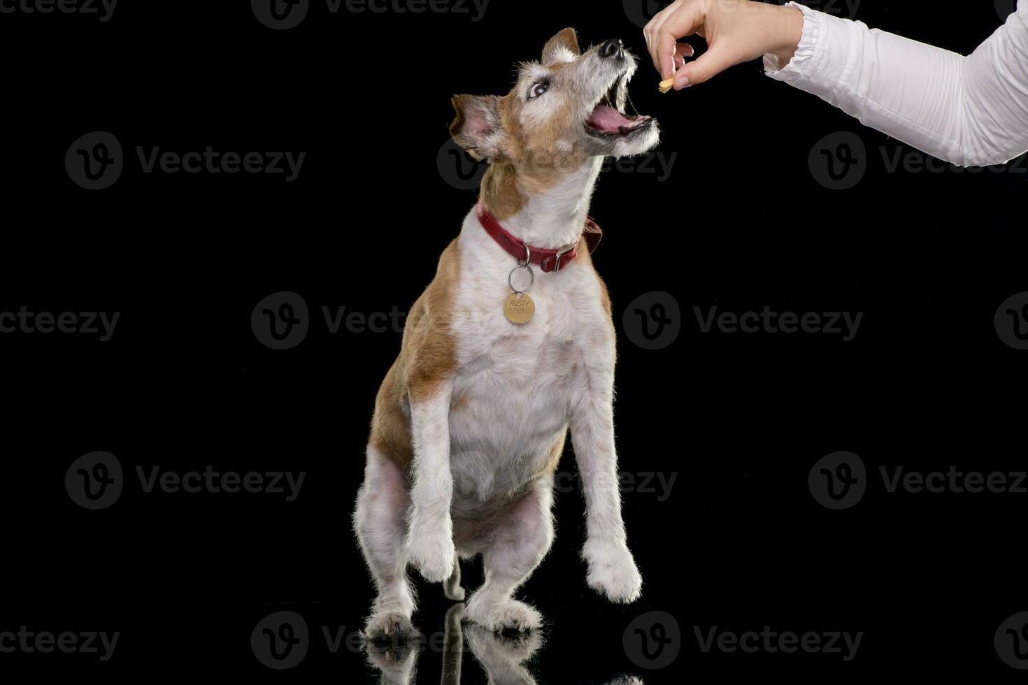 mão alimentando do a velho, adorável jack russell terrier foto