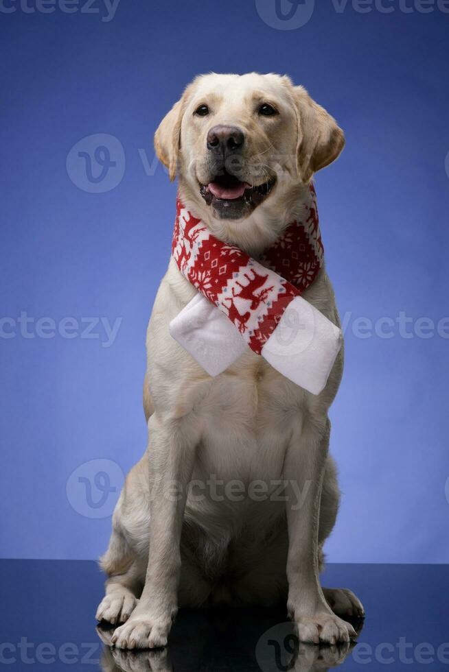 a adorável dourado retriever vestindo Natal cachecol foto