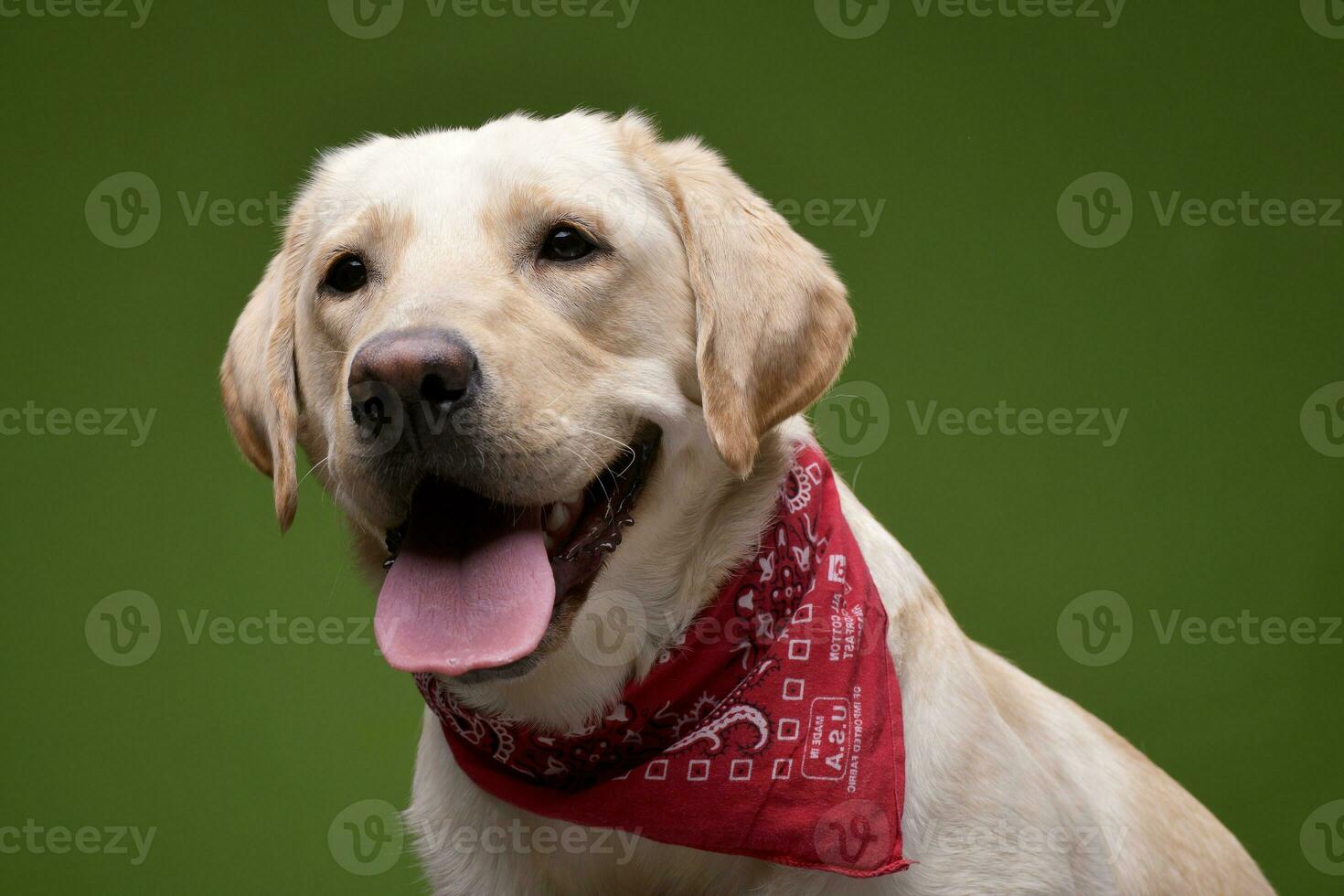 a adorável dourado retriever vestindo vermelho lenço foto