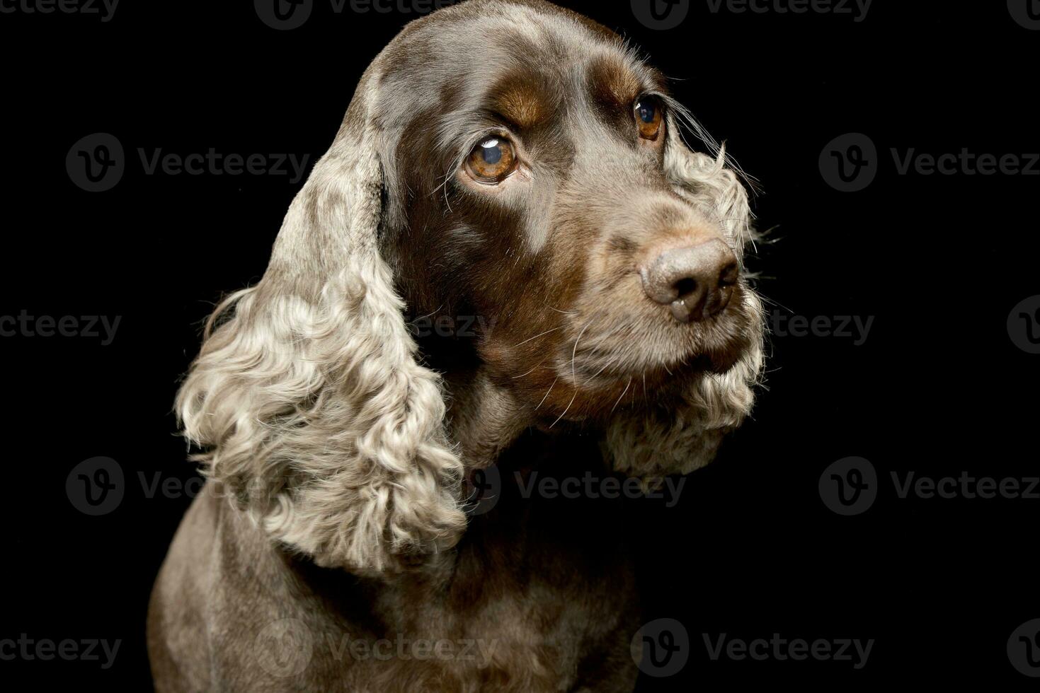 retrato do a adorável Inglês Cocker spaniel foto