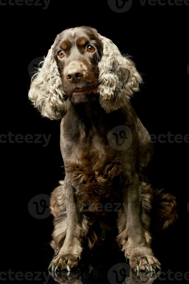 estúdio tiro do a adorável Inglês Cocker spaniel foto