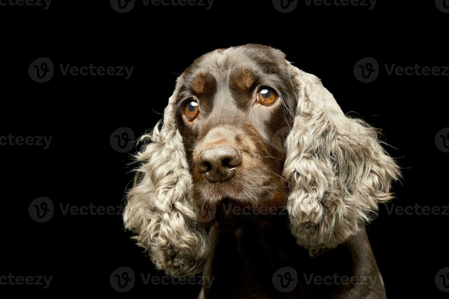 retrato do a adorável Inglês Cocker spaniel foto