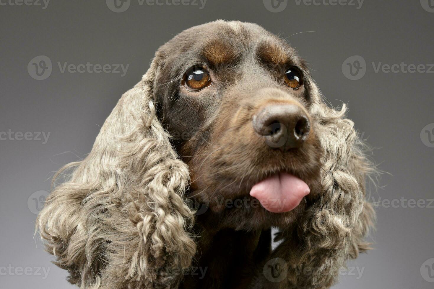 retrato do a adorável Inglês Cocker spaniel foto