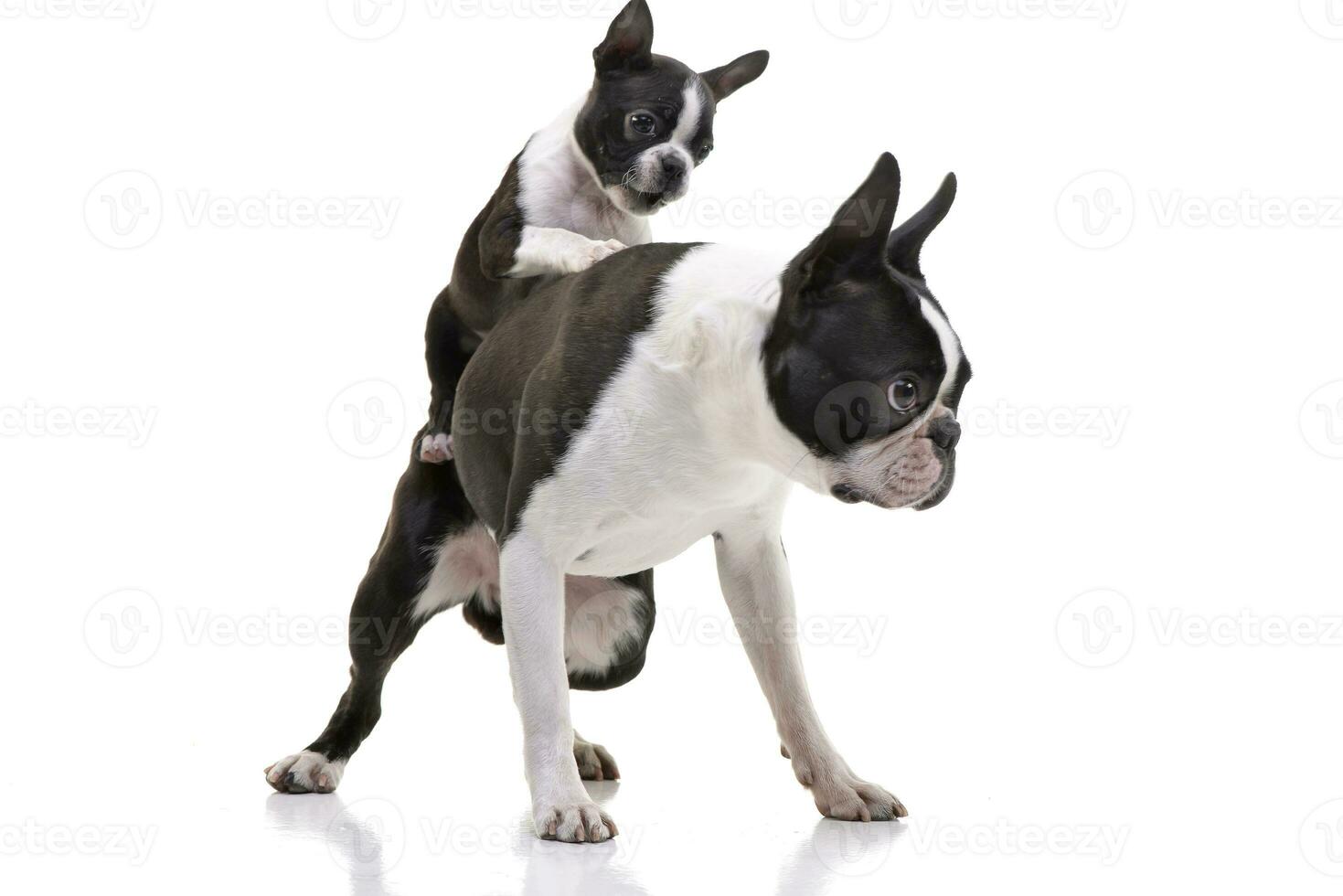 estúdio tiro do dois adorável boston terrier foto