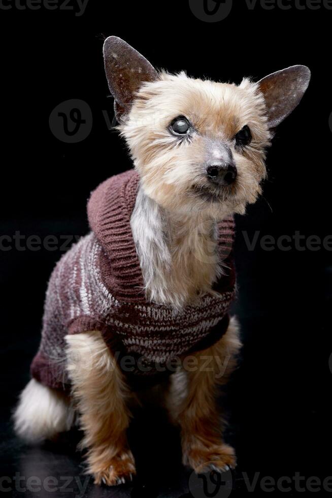 estúdio tiro do uma cego yorkshire terrier foto