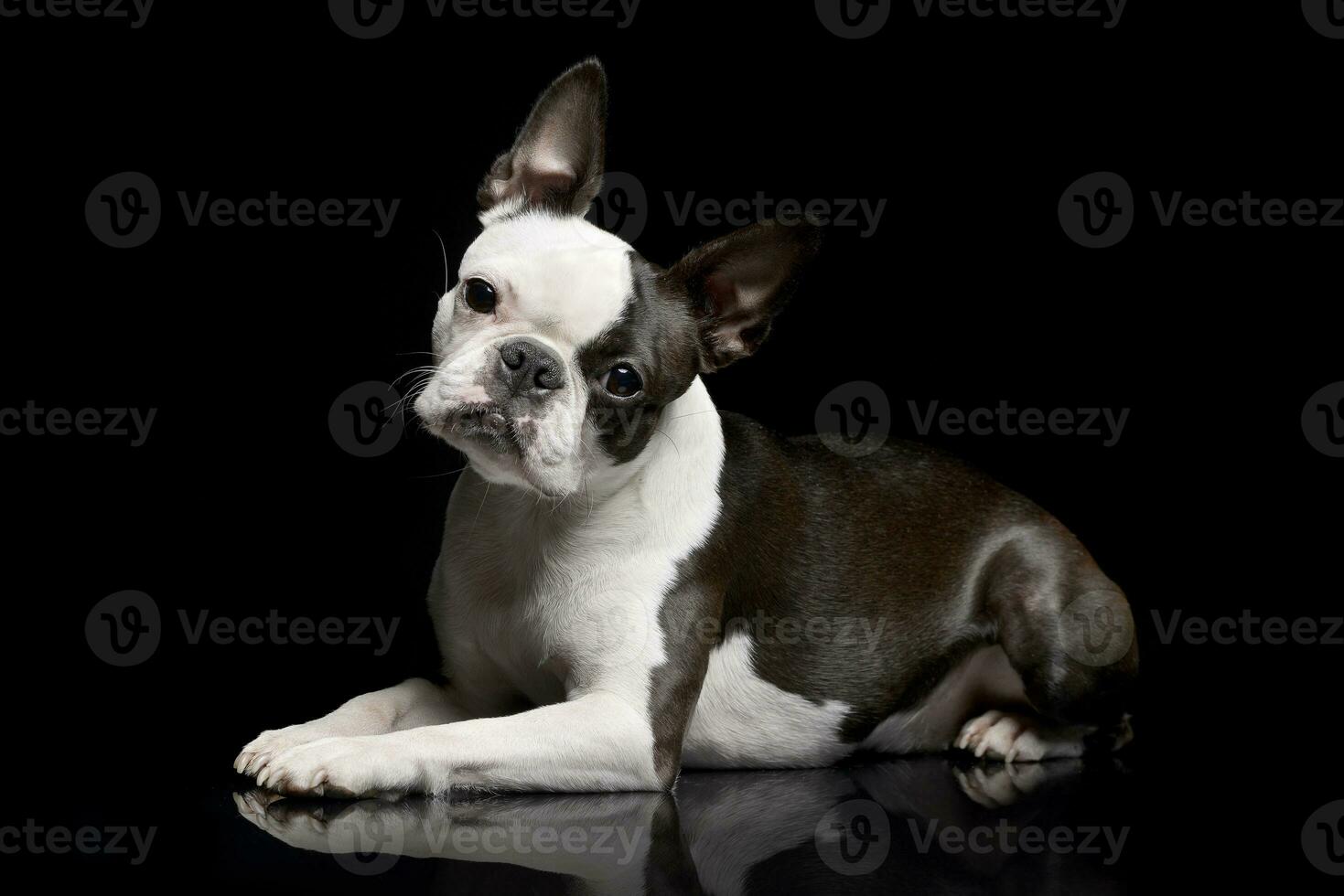 estúdio tiro do a adorável boston terrier foto