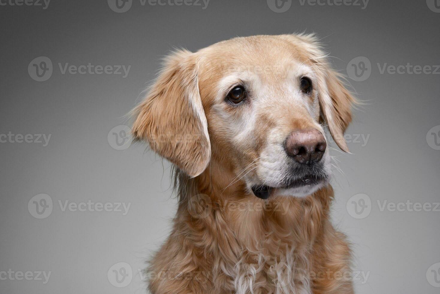 retrato do a adorável dourado retriever foto