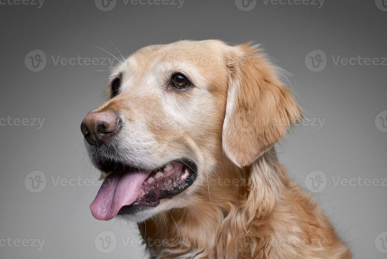 retrato do a adorável dourado retriever foto