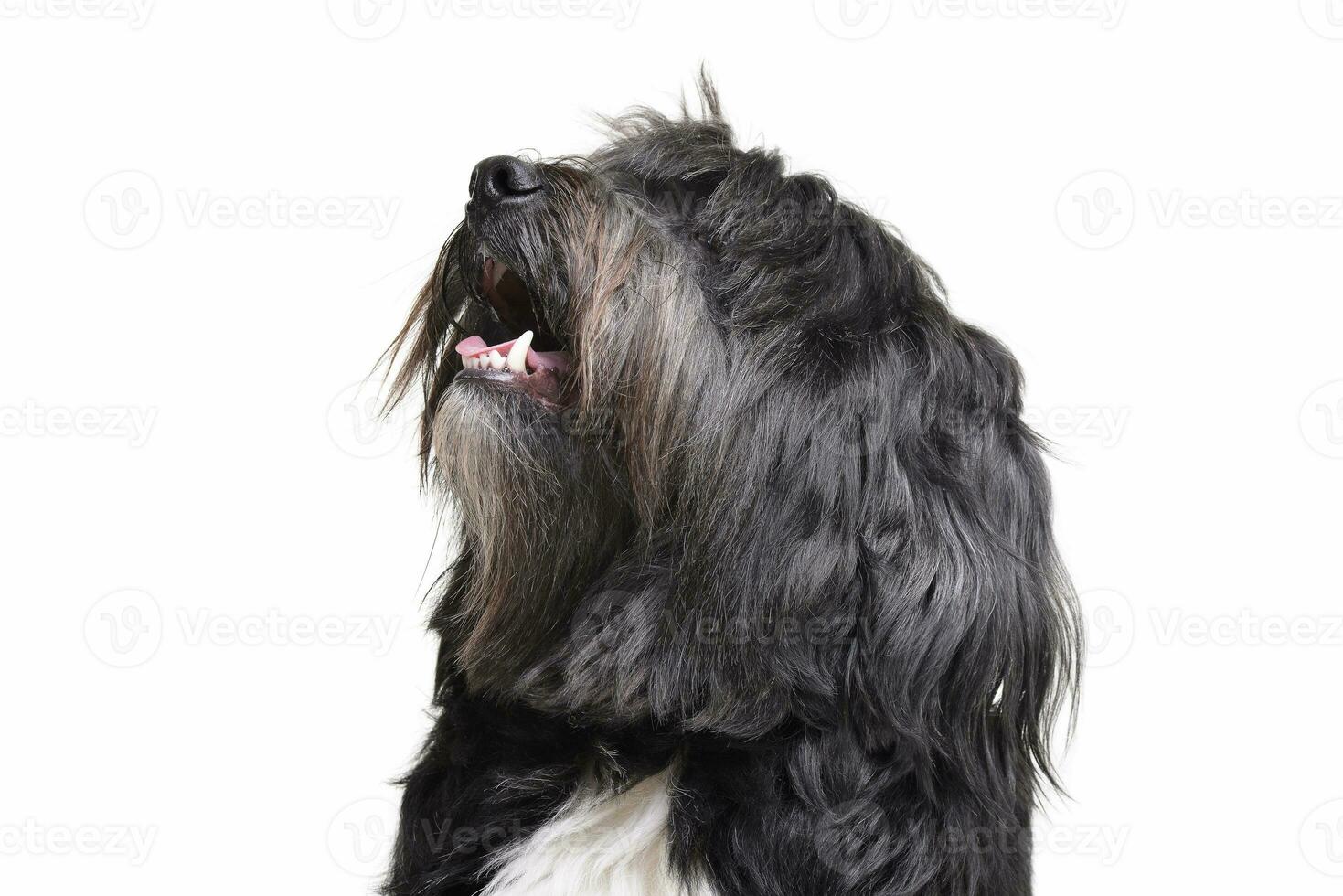 retrato do a adorável tibetano terrier com longo, olhos cobertura cabelo foto