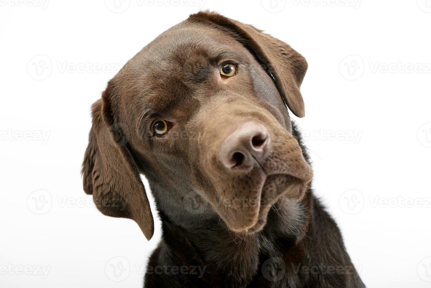 retrato do a adorável labrador retriever foto