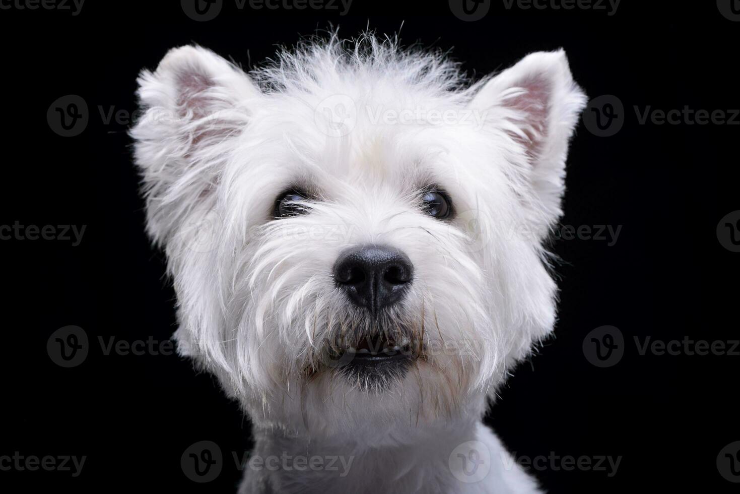 estúdio tiro do a adorável oeste terras altas branco terrier foto