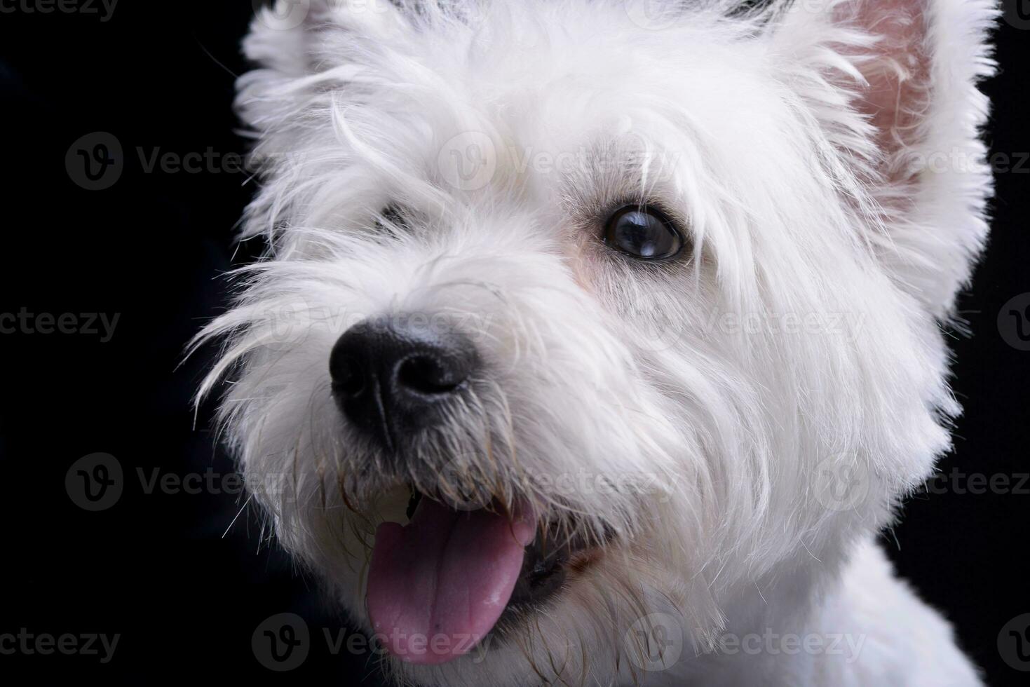 estúdio tiro do a adorável oeste terras altas branco terrier foto