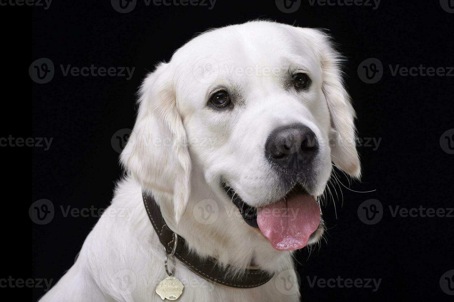 retrato do a adorável dourado retriever foto