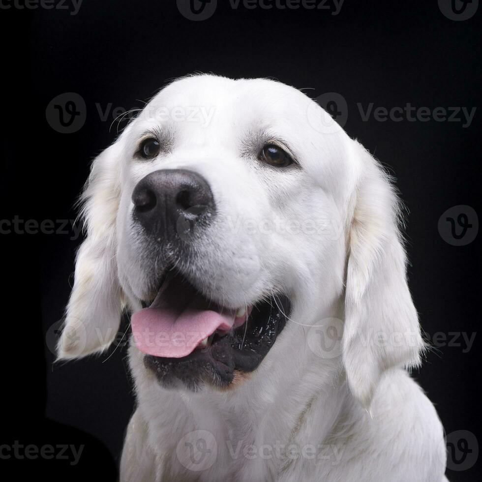 retrato do a adorável dourado retriever foto