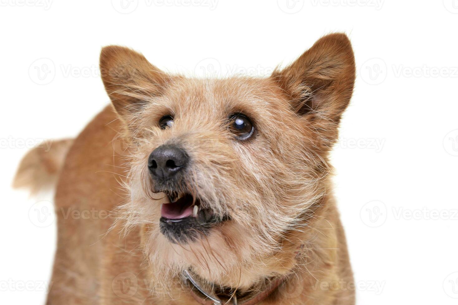 estúdio tiro do a adorável misturado procriar cachorro foto