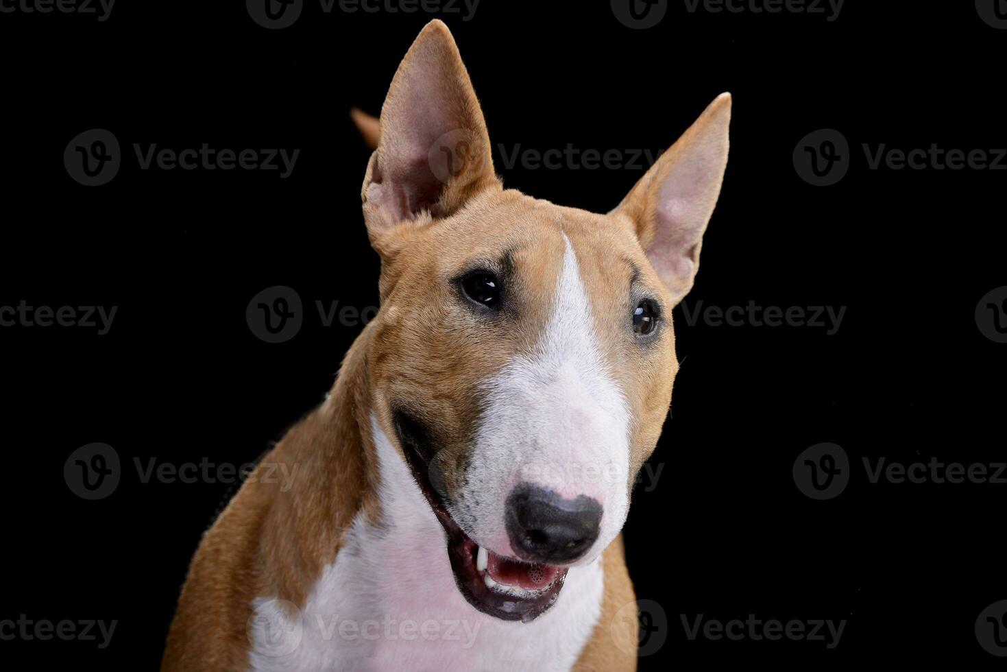 retrato do a adorável mini touro terrier foto