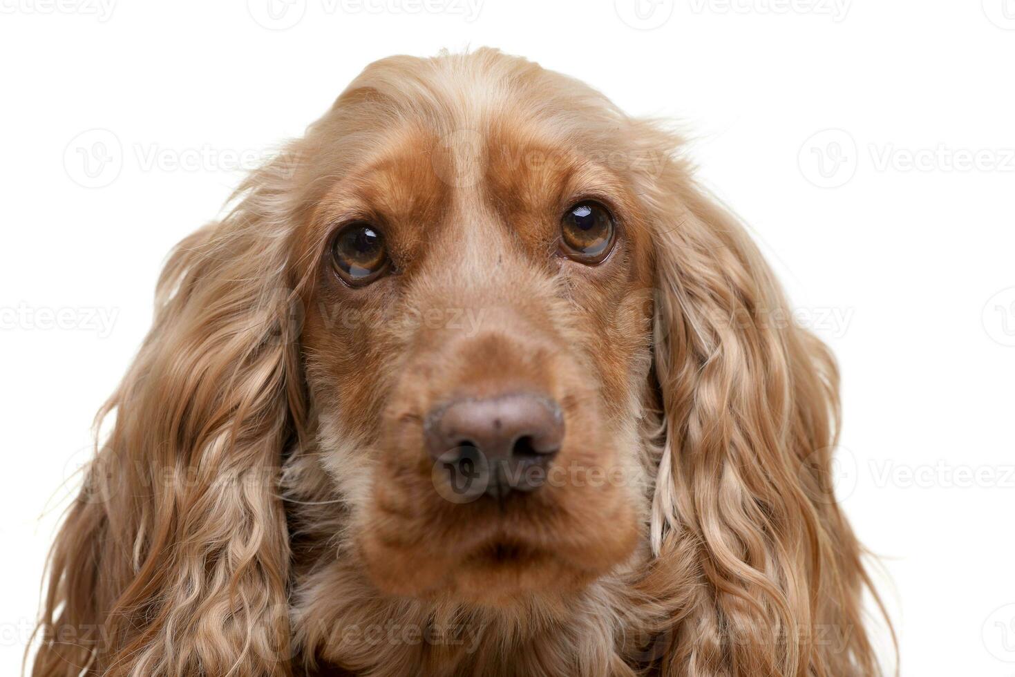 retrato do a adorável Inglês Cocker spaniel foto