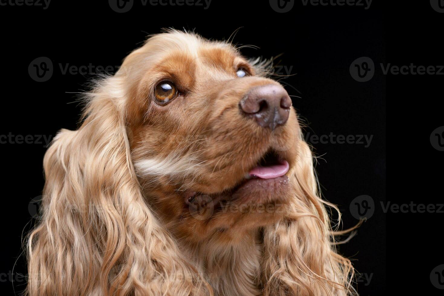 retrato do a adorável Inglês Cocker spaniel foto