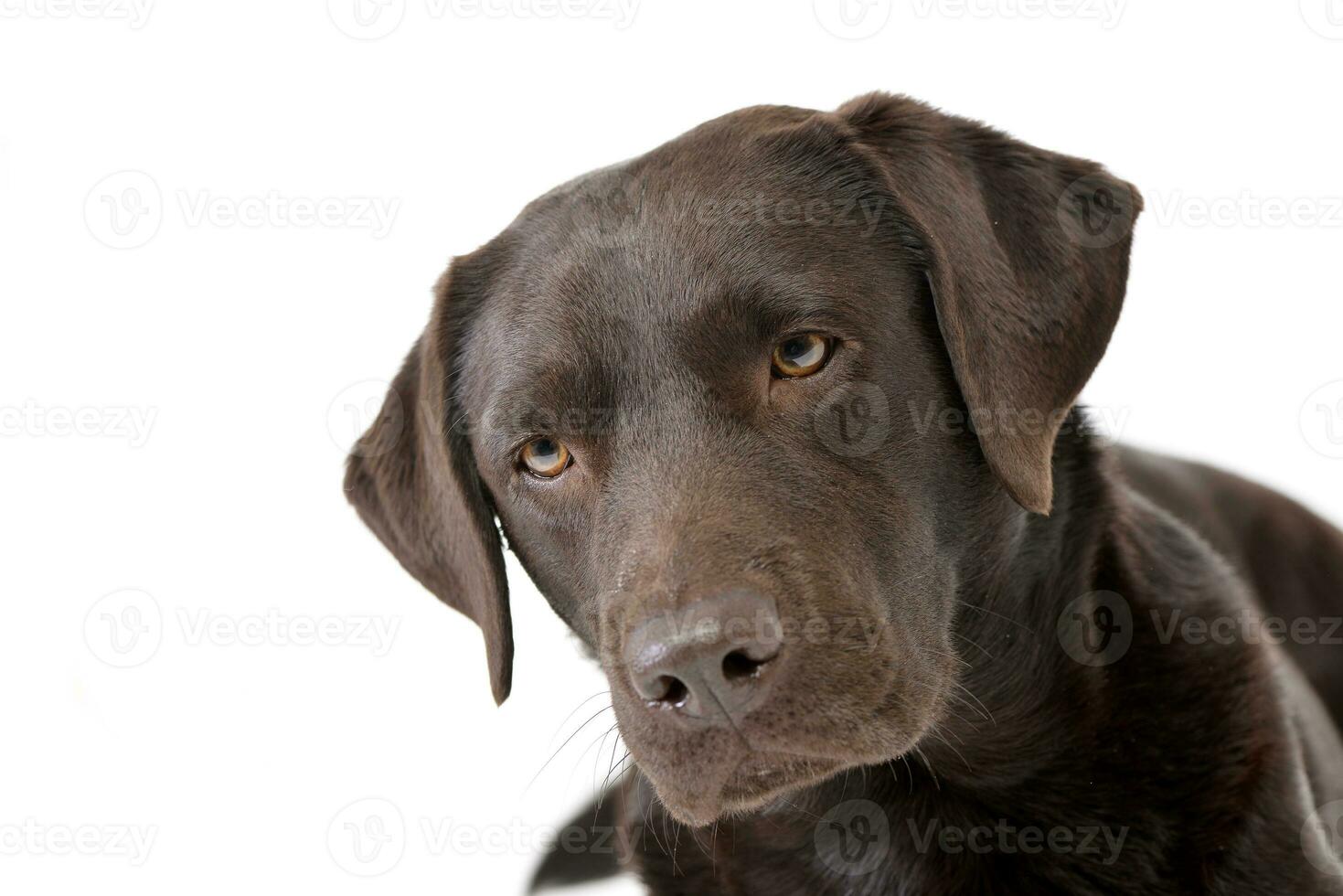 retrato do a adorável labrador retriever foto