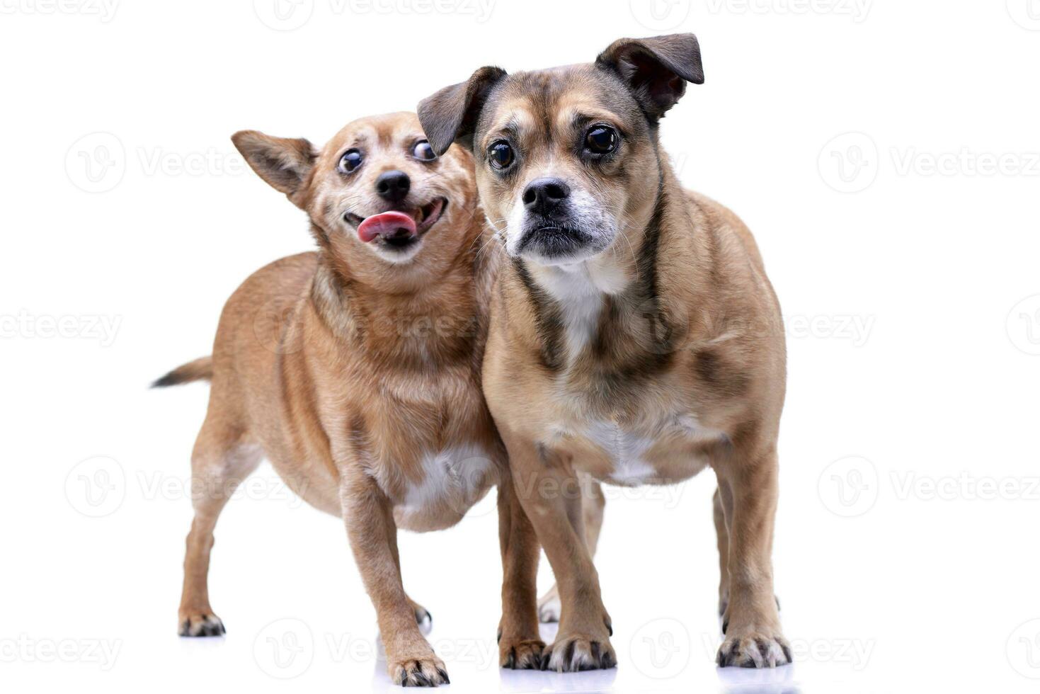 estúdio tiro do dois adorável misturado procriar cachorro foto