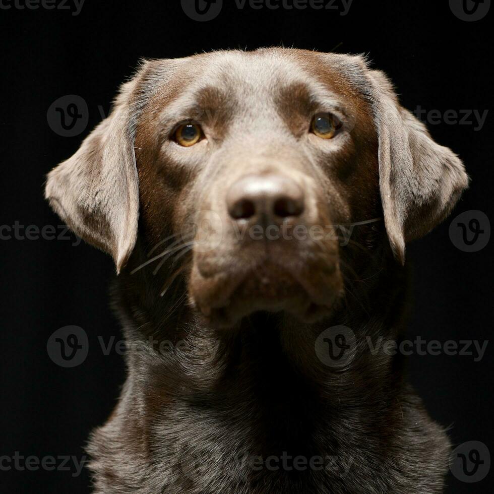 retrato do a adorável labrador retriever foto