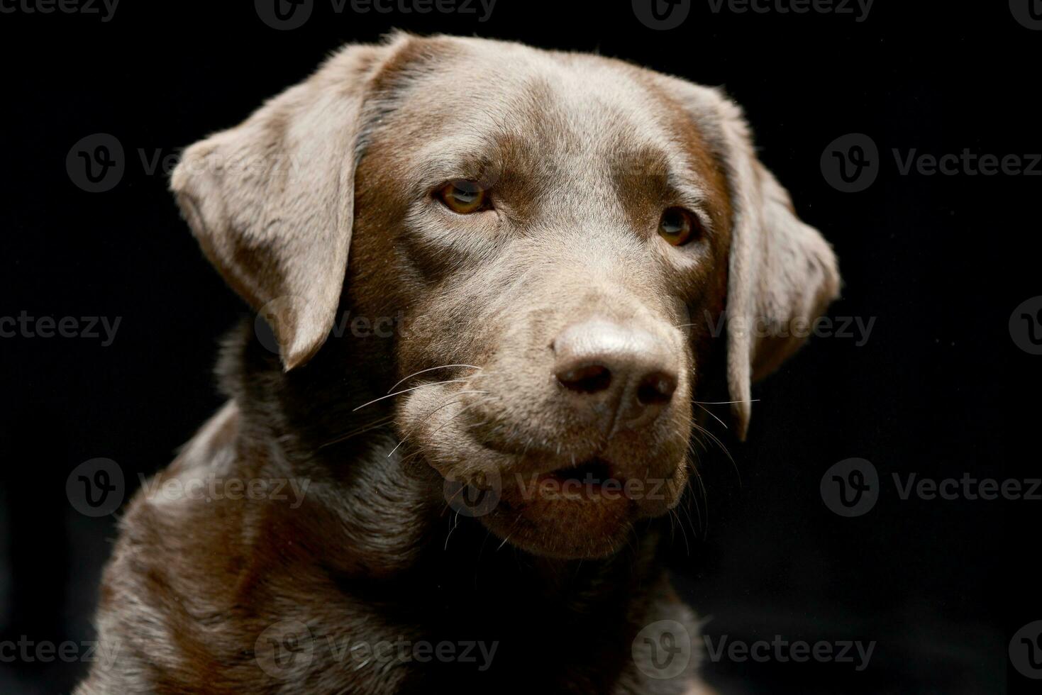 retrato do a adorável labrador retriever foto