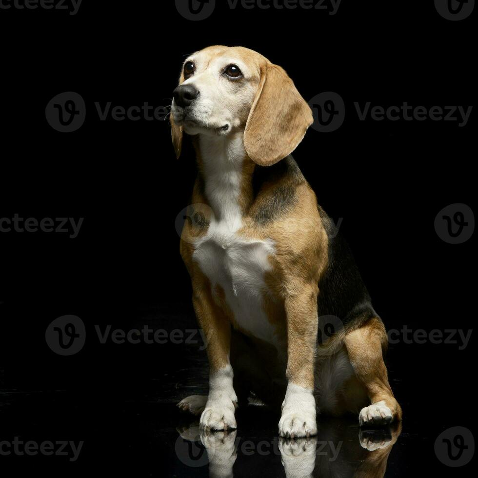 estúdio tiro do a adorável beagle foto