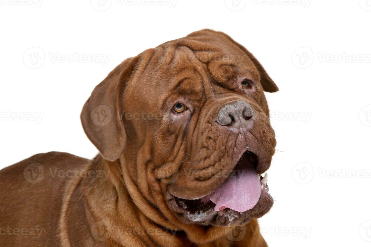 retrato do a adorável dogue de bordeaux foto