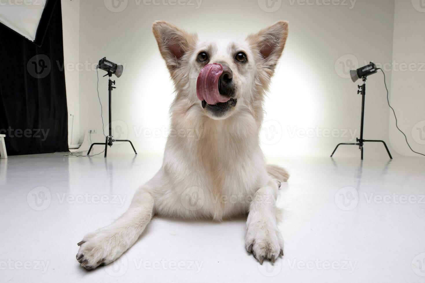 estúdio tiro do a adorável misturado procriar cachorro foto