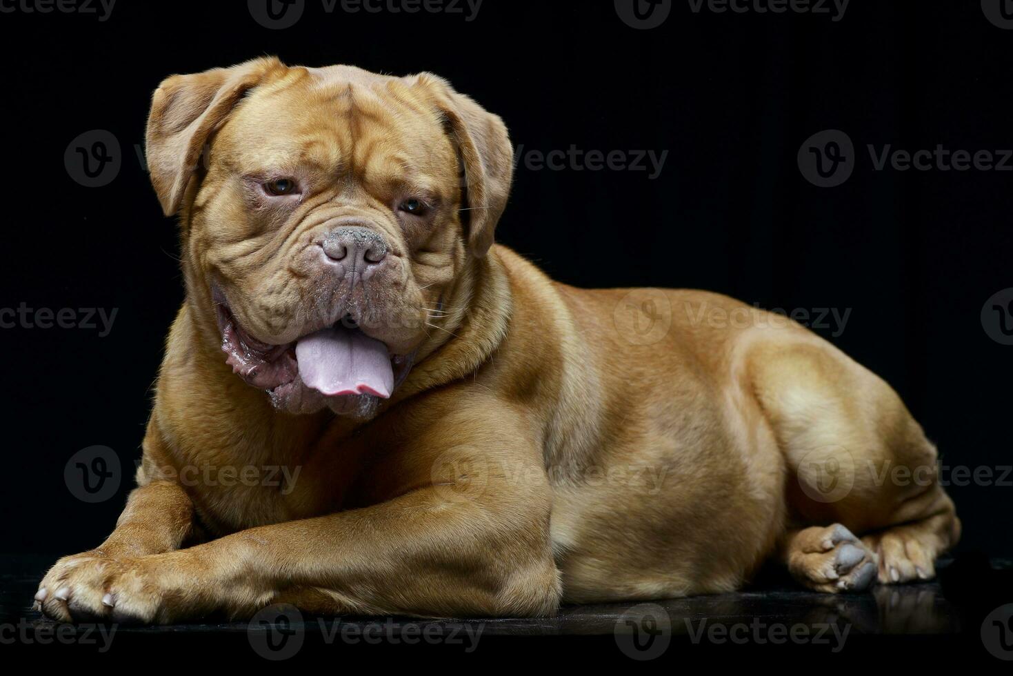 estúdio tiro do a adorável dogue de bordeaux foto