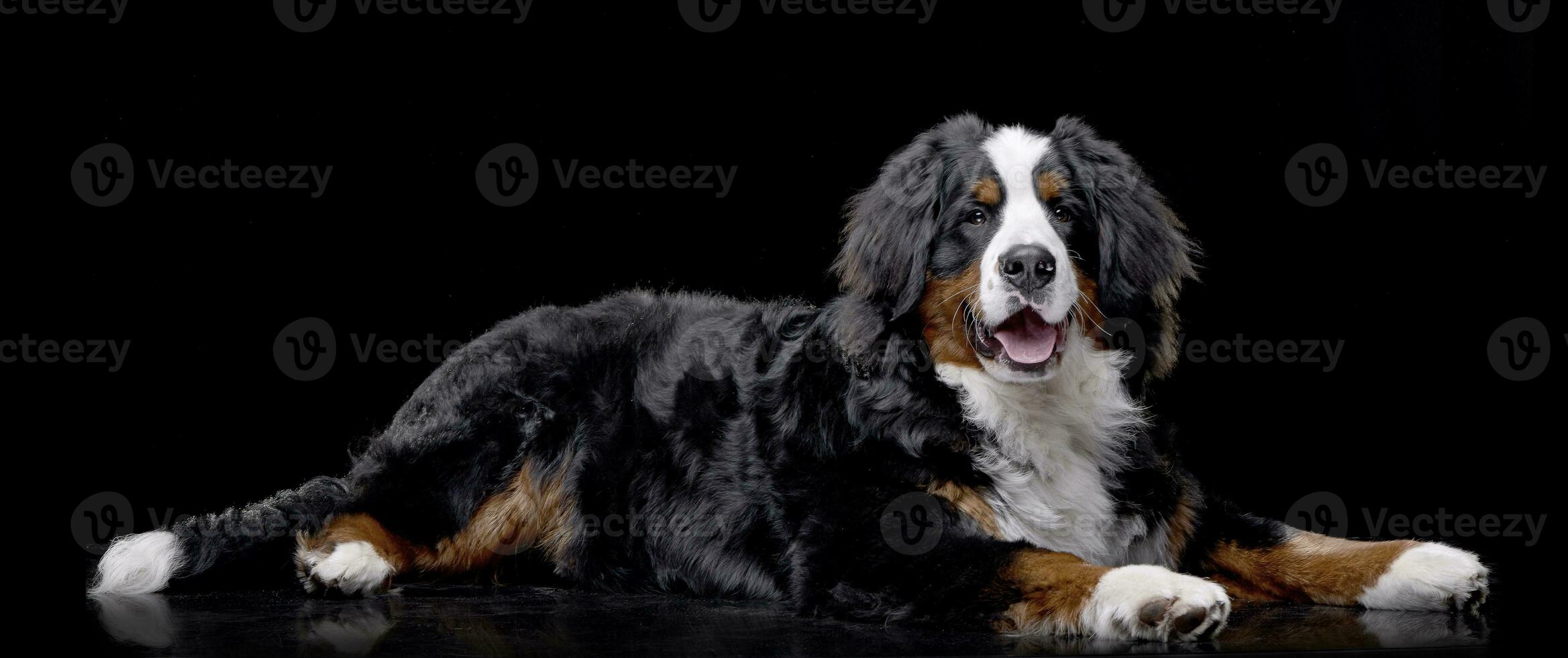 estúdio tiro do a adorável Bernese montanha cachorro foto