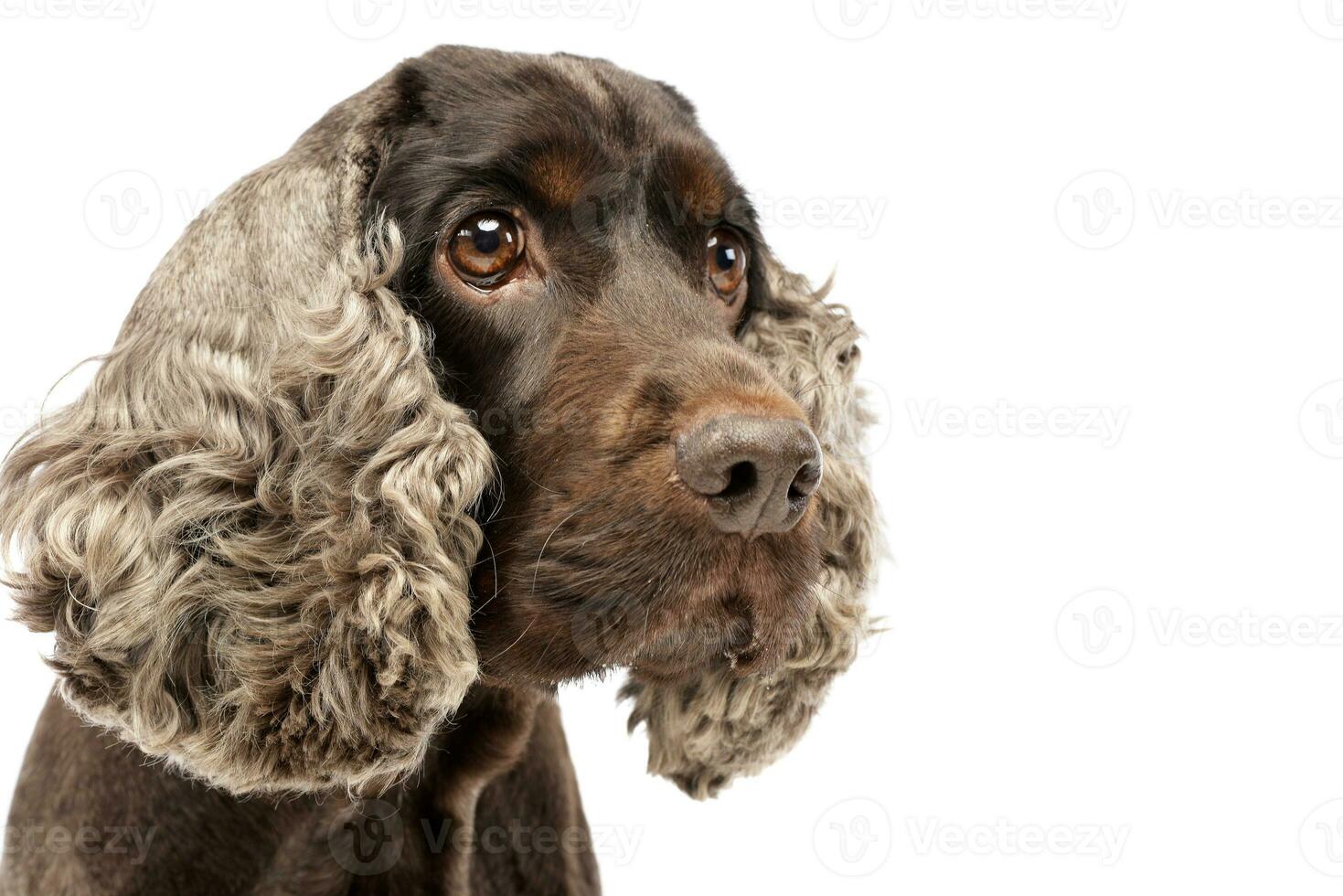 retrato do a adorável Inglês Cocker spaniel foto