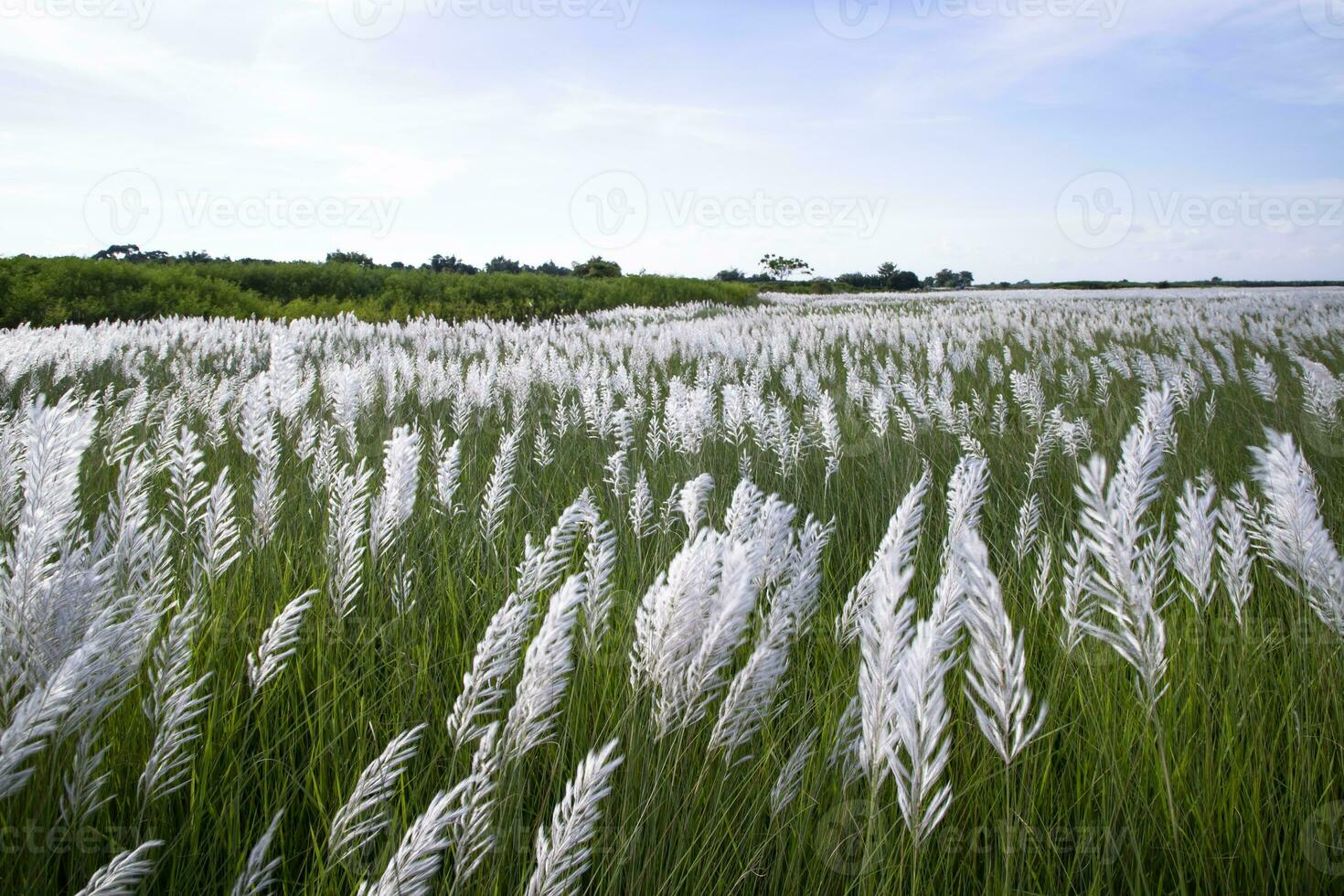 panorama Visão do outono ícone. florescendo kans Relva saccharum espontâneo flores campo com nublado blu céu foto