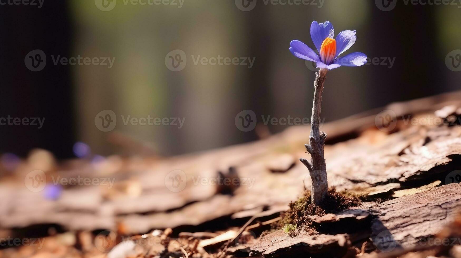 solitário azul flor floresta pacífico panorama liberdade cena lindo natureza papel de parede tela foto